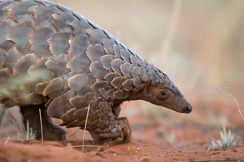 What is a pangolin