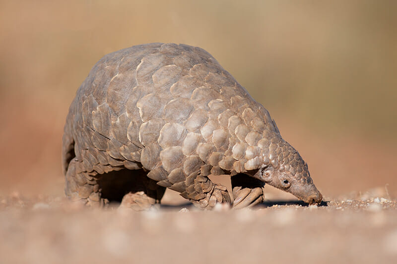 Airlines teaming up to save the Pangolin