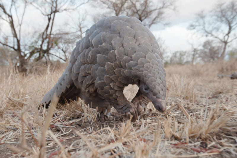 African Pangolin