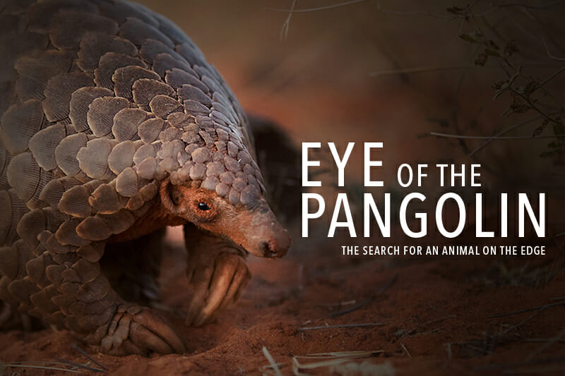 Eye of the pangolin video