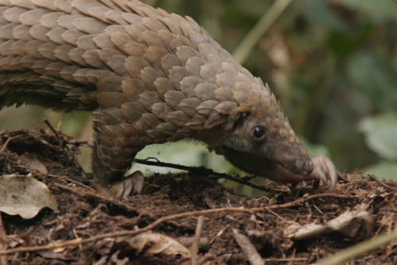 Have you ever seen a pangolin