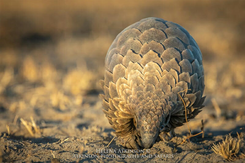 African Pangolin