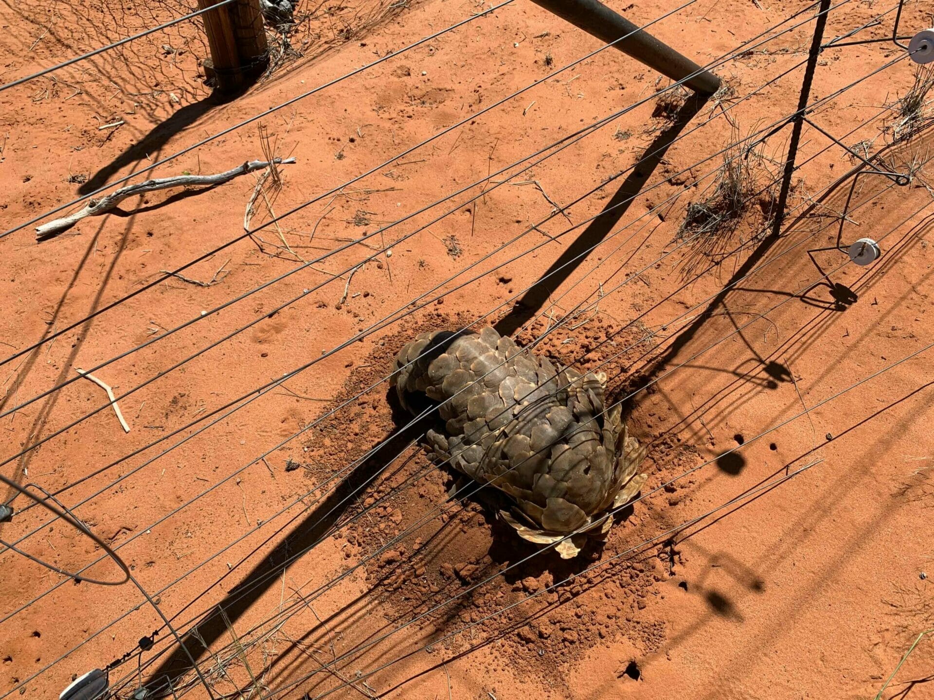 Pangolin-friendly fence