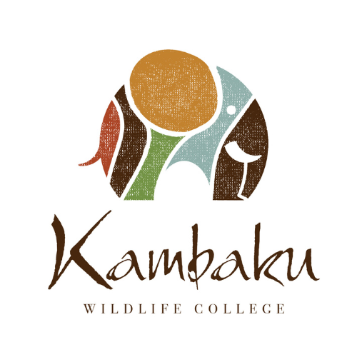 new kambaku