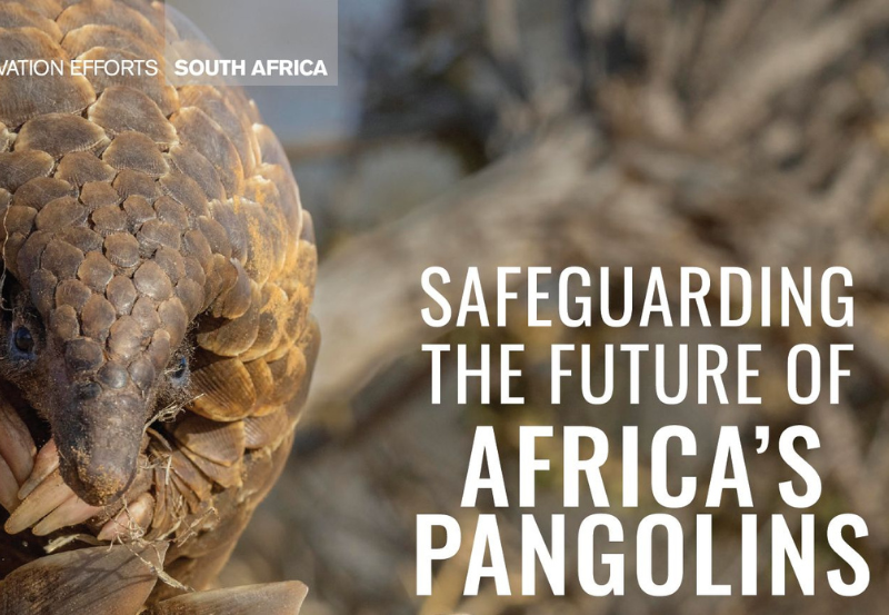 weniglam pangolin africa feature