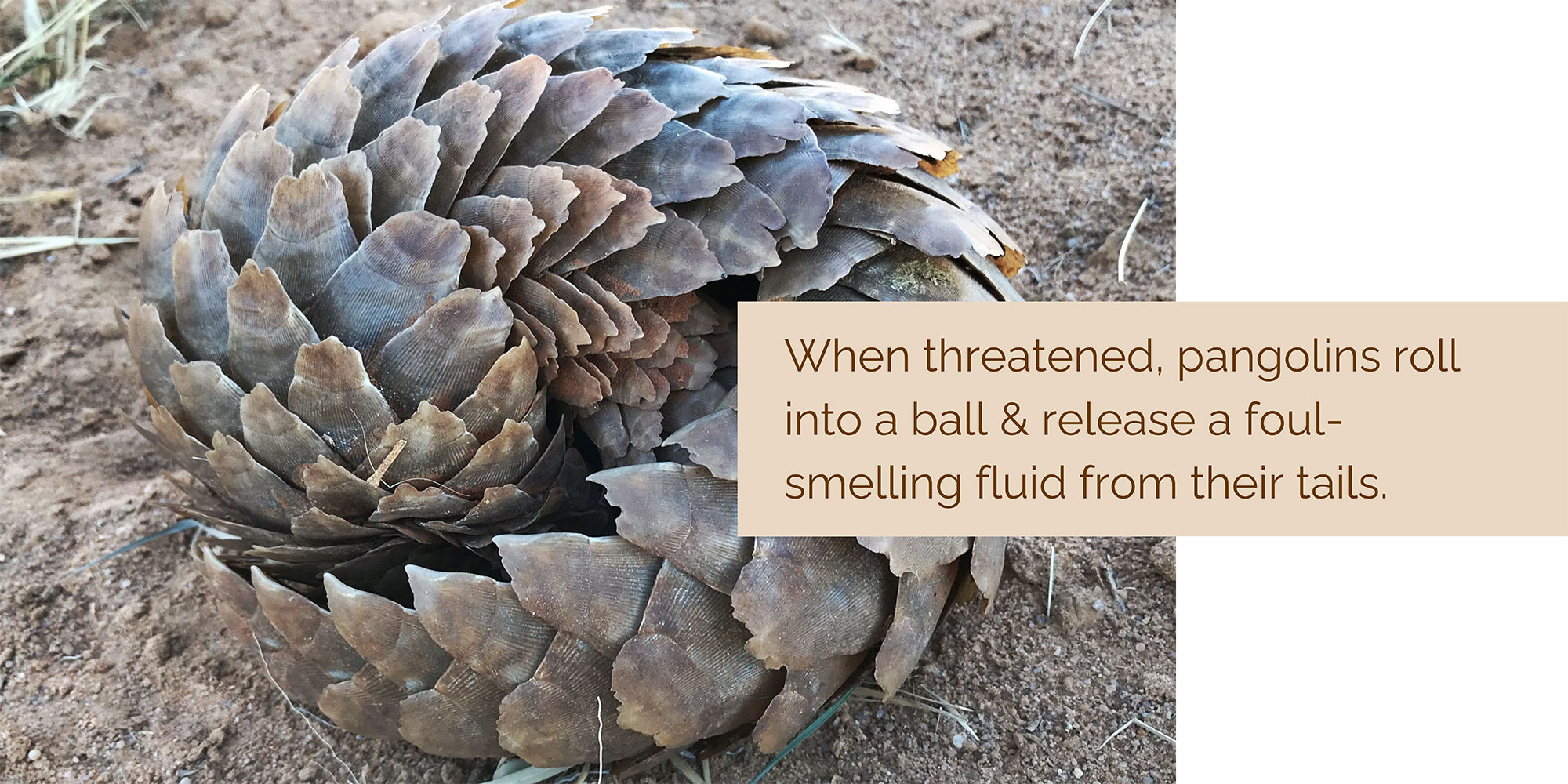 pangolin slideshow 2
