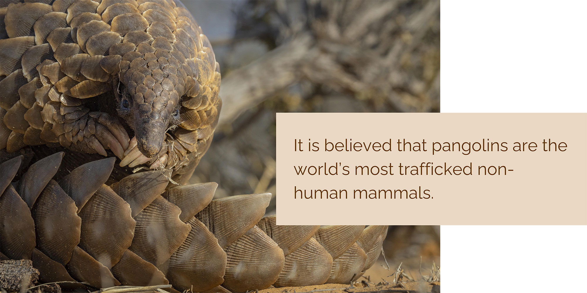 pangolin slideshow 5