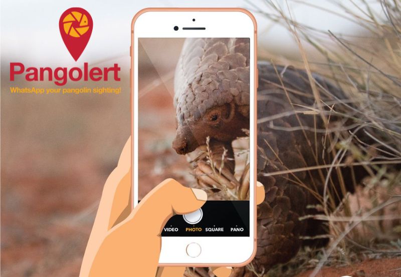 Pangolert service WhatsApp