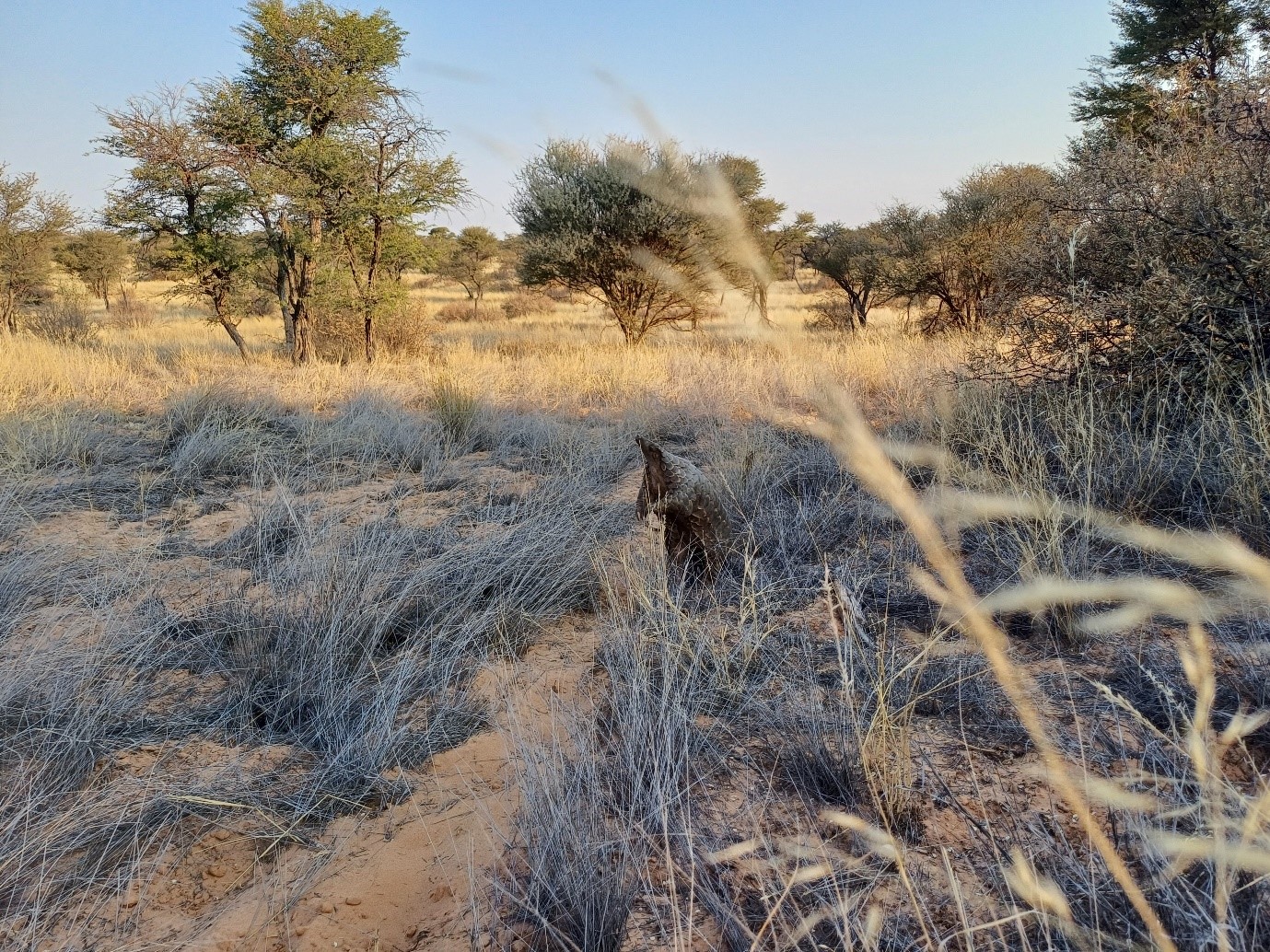 Field guides Africa pangolin