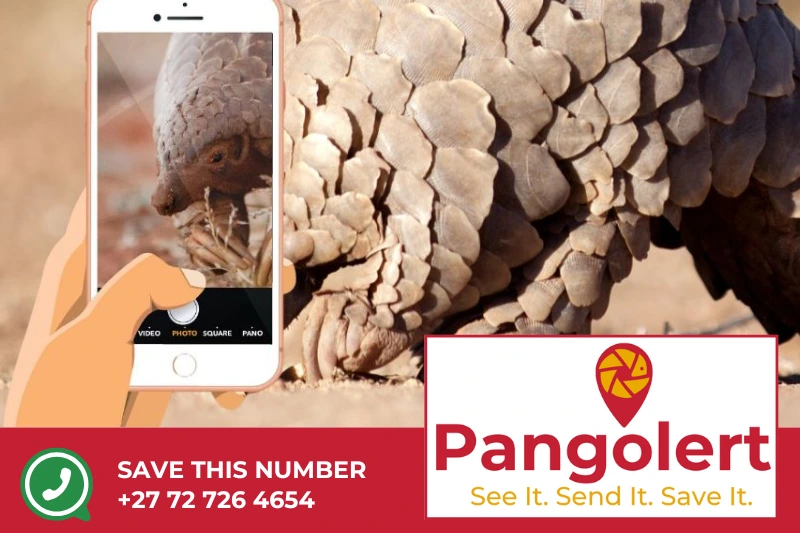 pangolert pangolinafrica